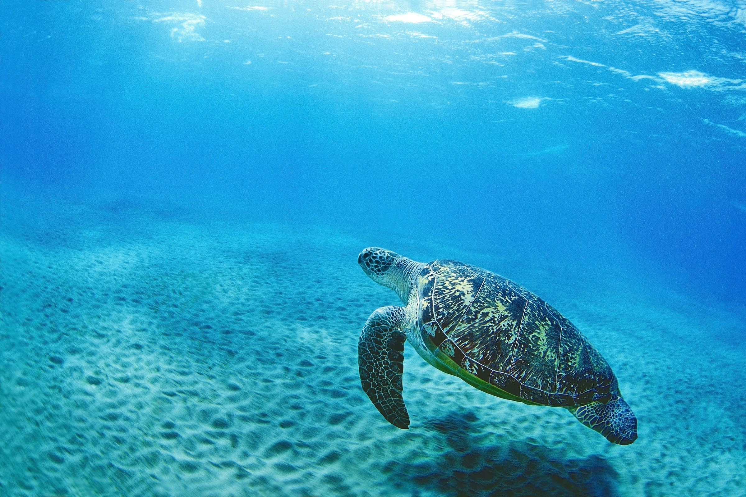 An Ocean of Benefit - Turtle Swimming