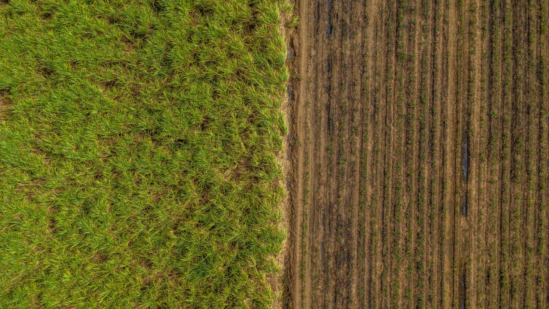 Aerial view of sugar cane in different stages of growth. Photo Credit © Tom Vierus / WWF-UK