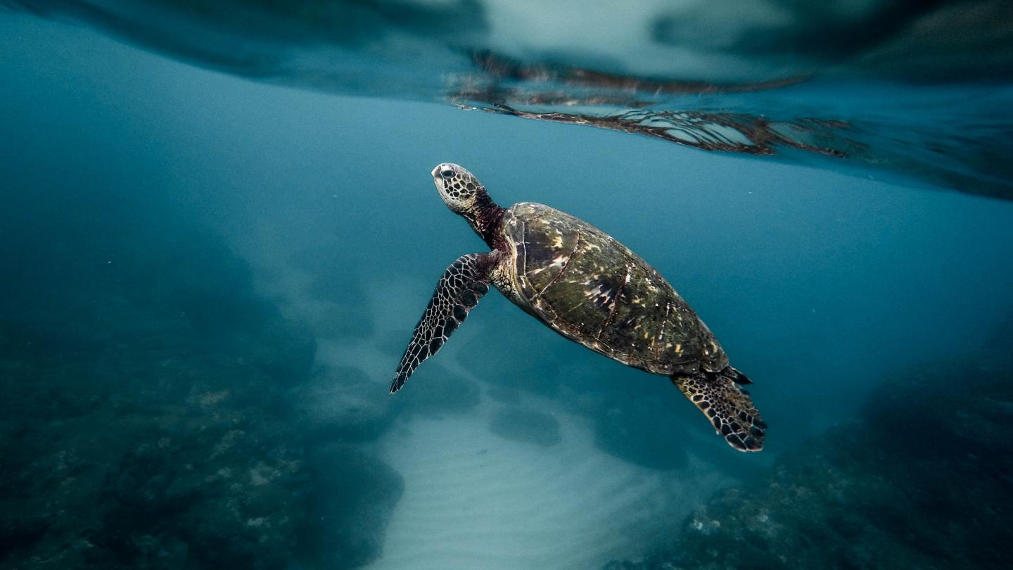 Oceans Emirates Nature Wwf