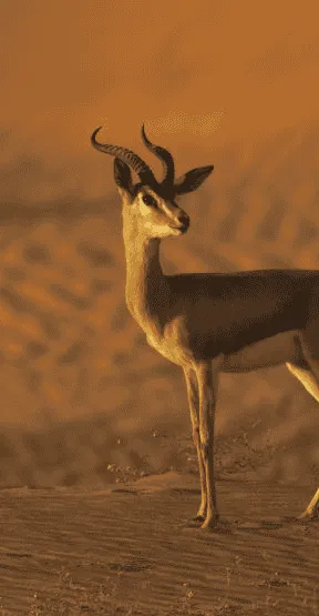 Nature Wildlife Deer