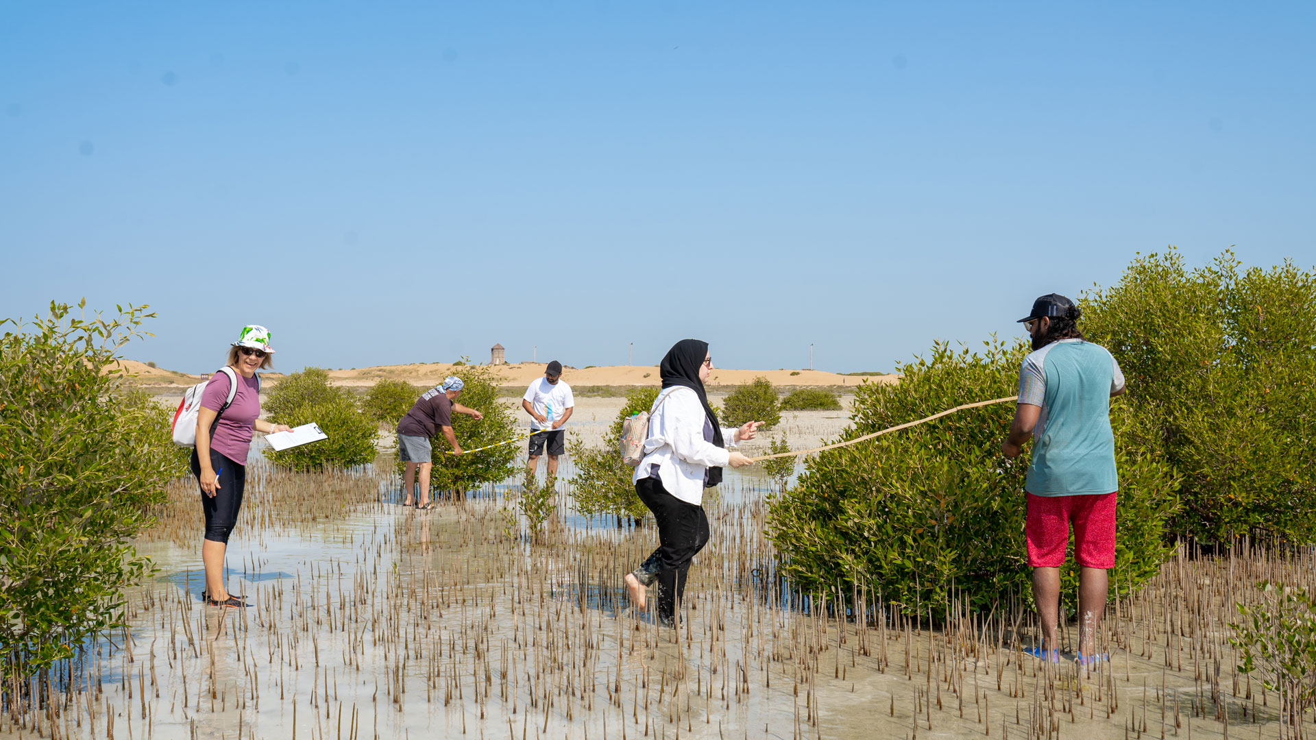 Mangrove project