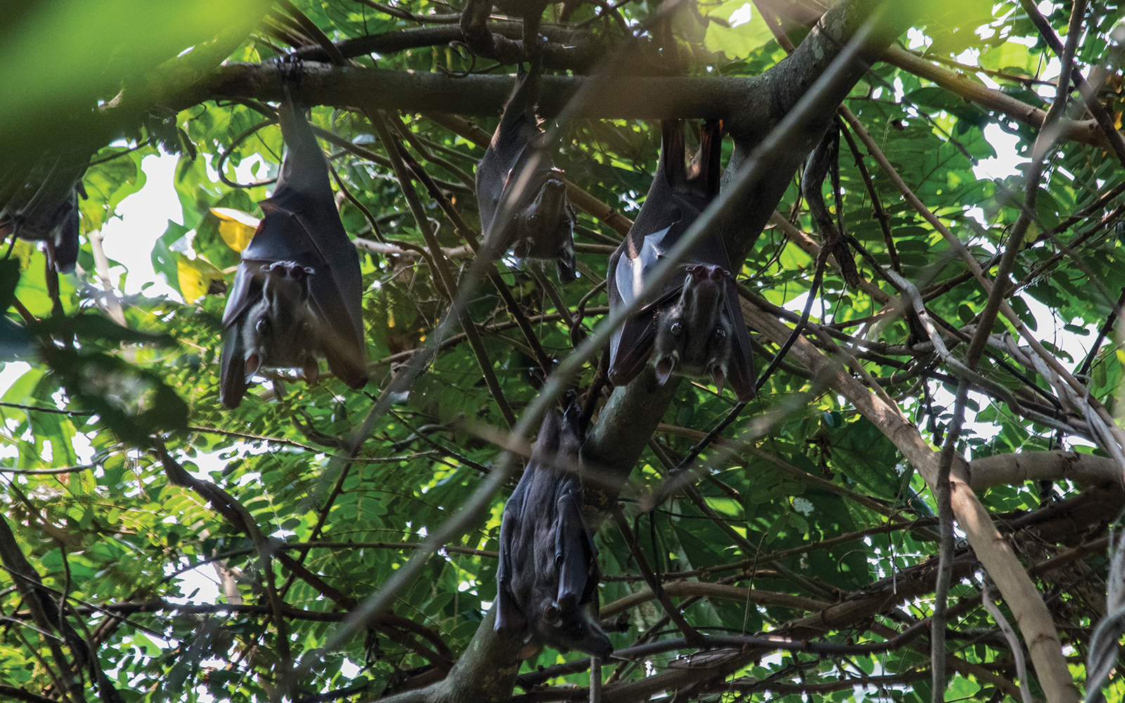 WWF's Covid-19 Report
