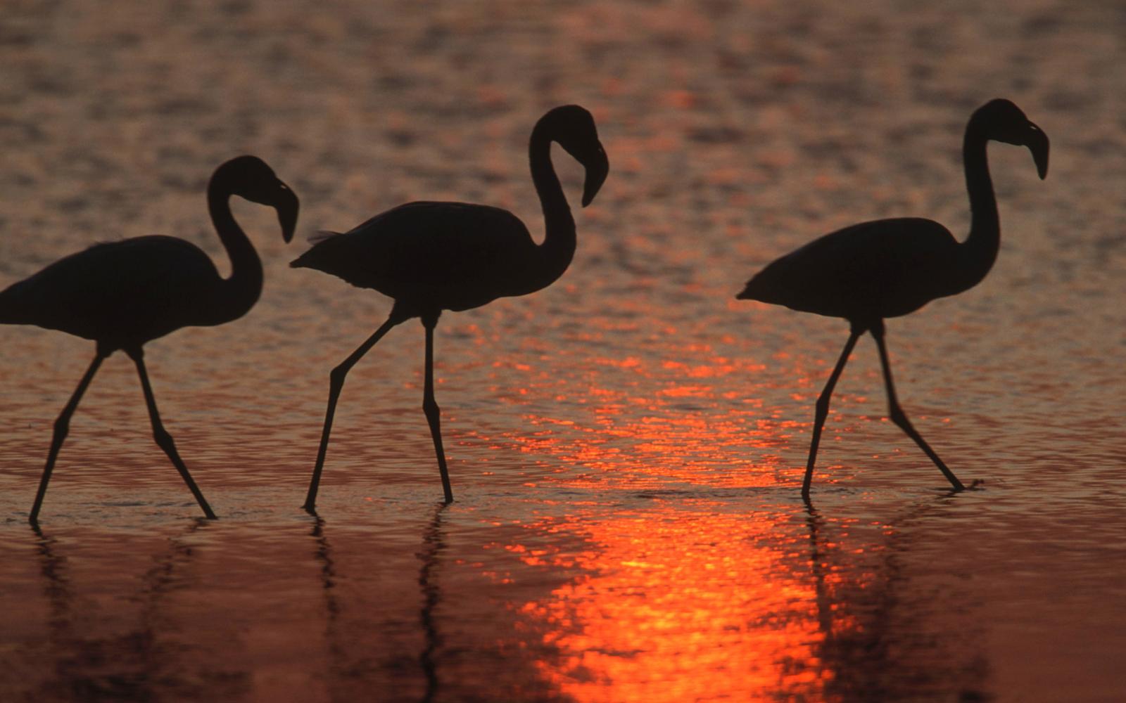 Flamingo bird