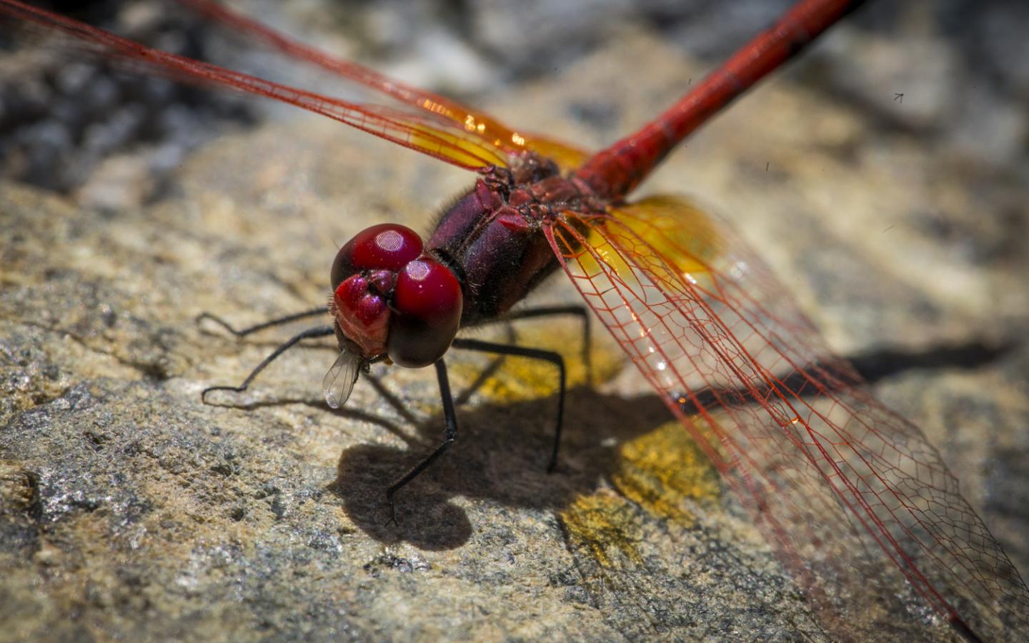 Firefly