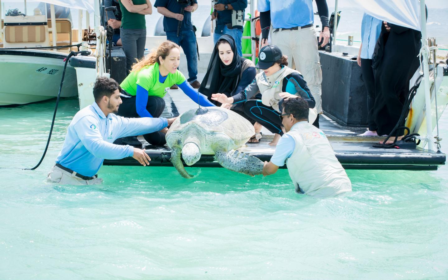 Gulf Green Turtle Conservation Project