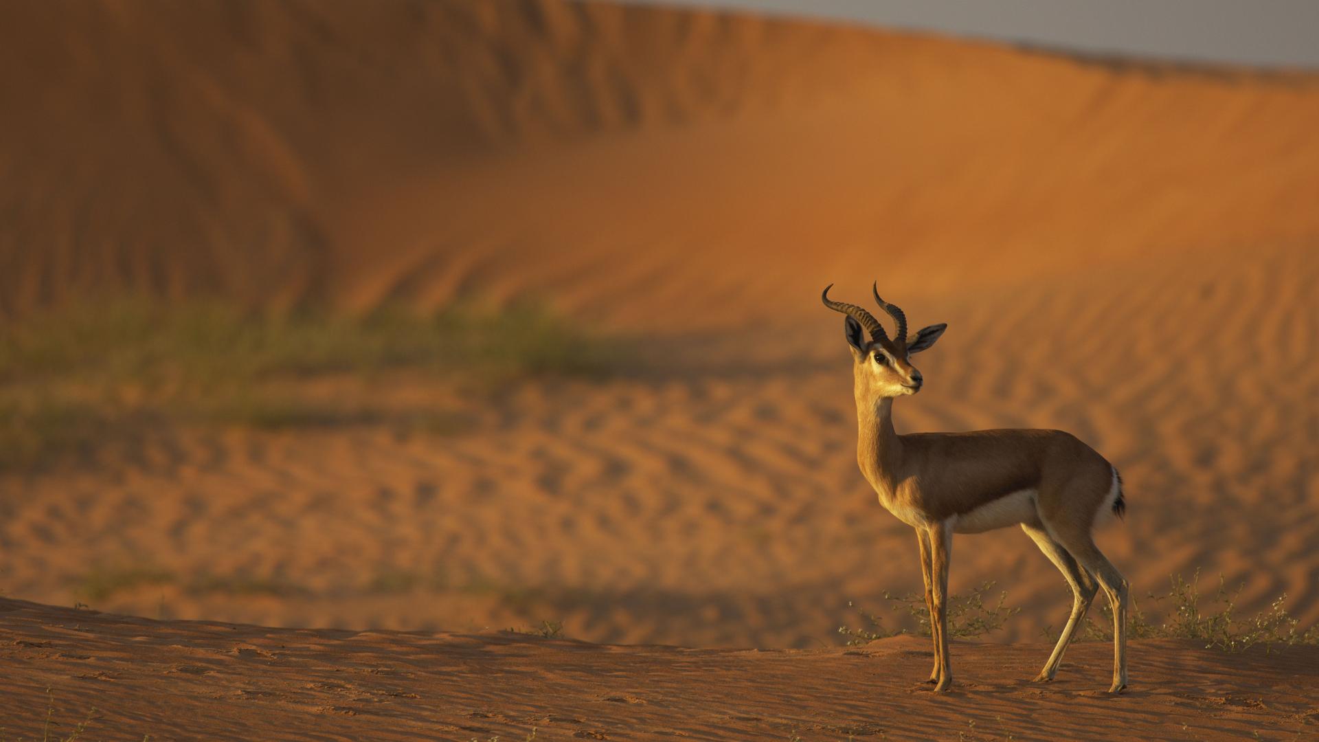 Wildlife | Emirates Nature-WWF Wildlife | Emirates Nature-WWF