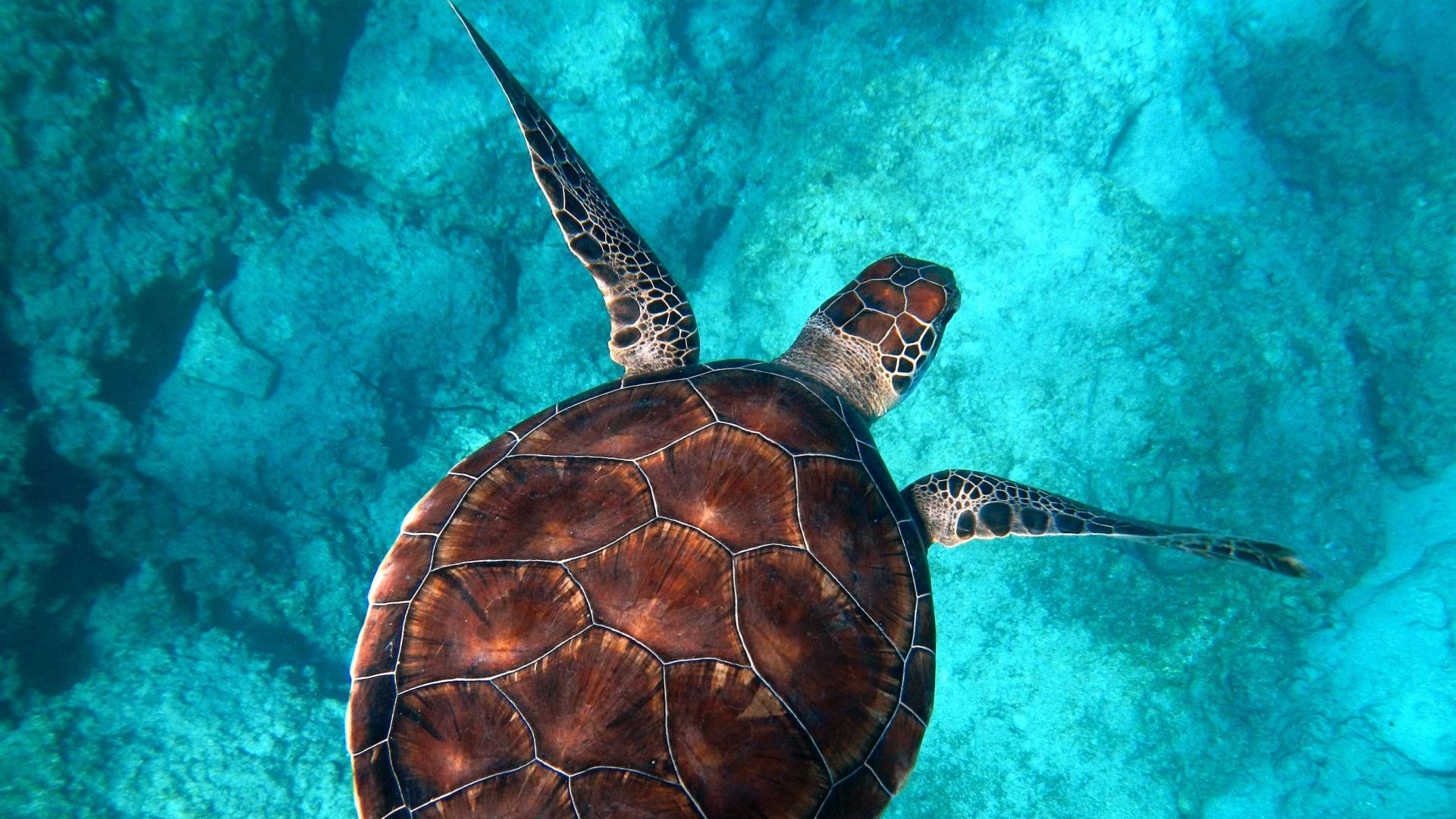 Oceans | Emirates Nature-WWF Oceans | Emirates Nature-WWF