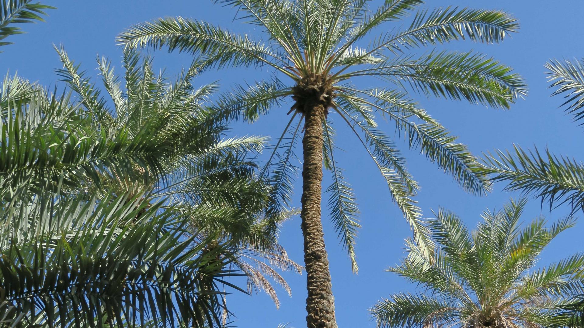Date Palm Tree