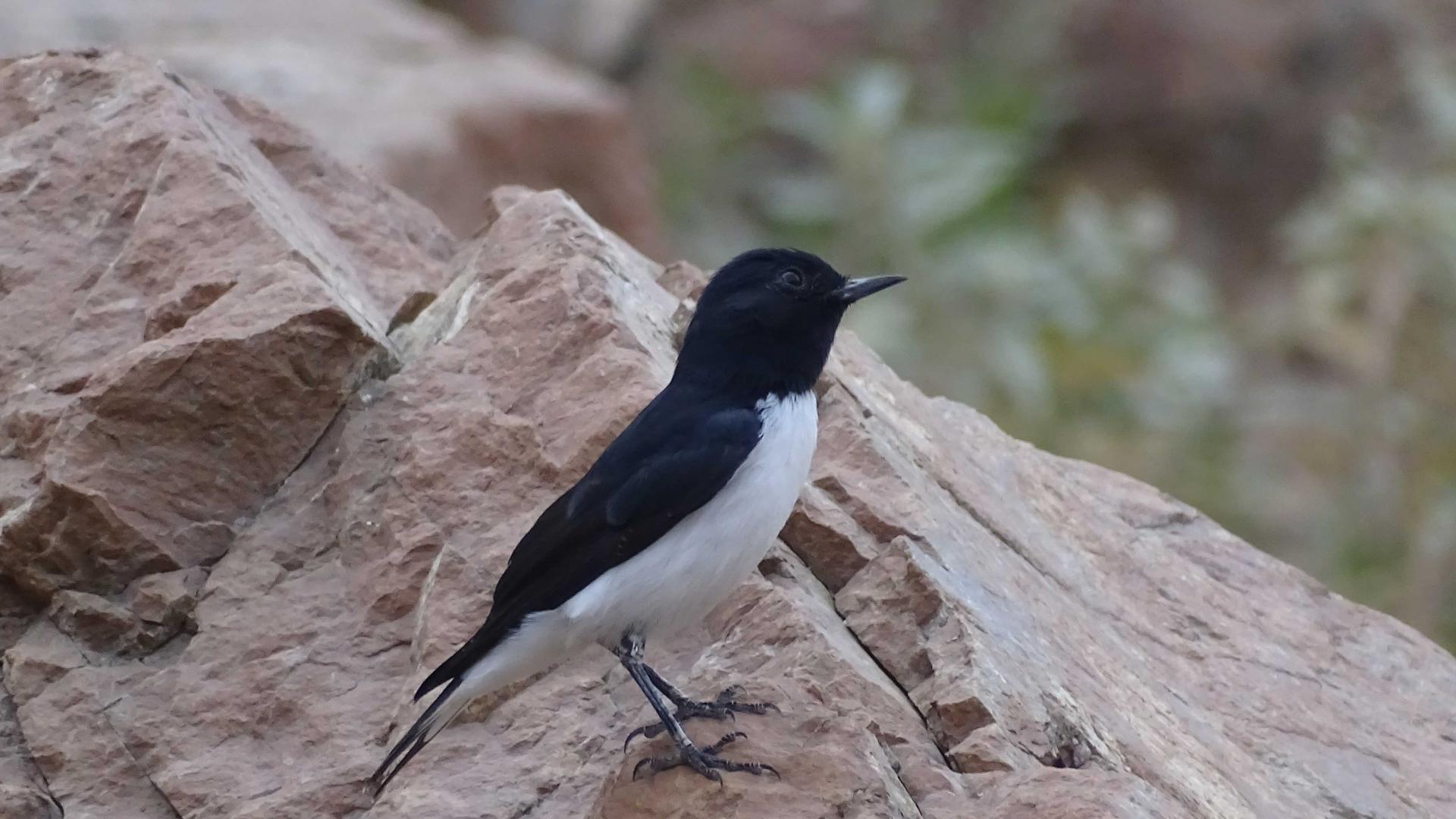 Biodiversity birds