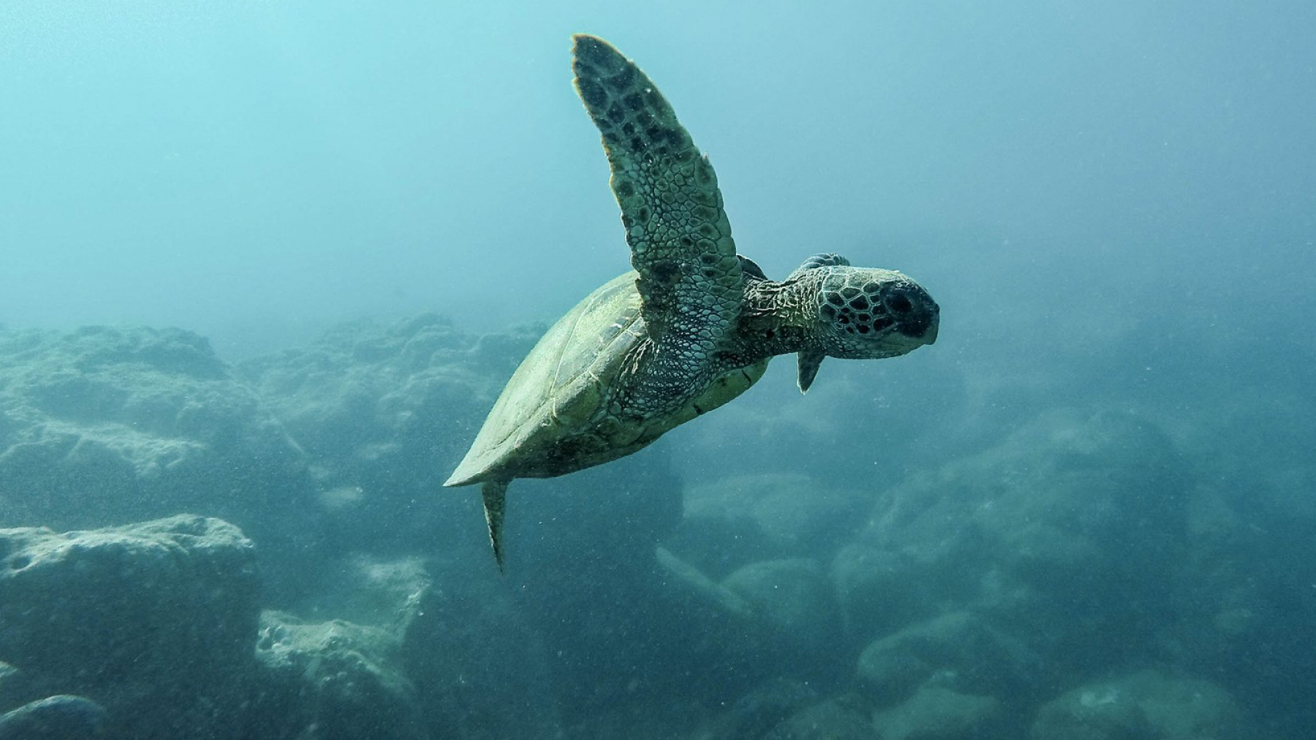 Sea Turtles