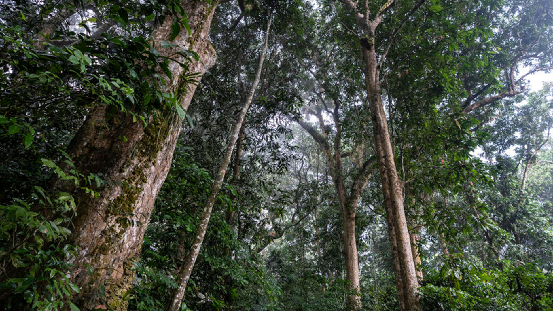 green trees