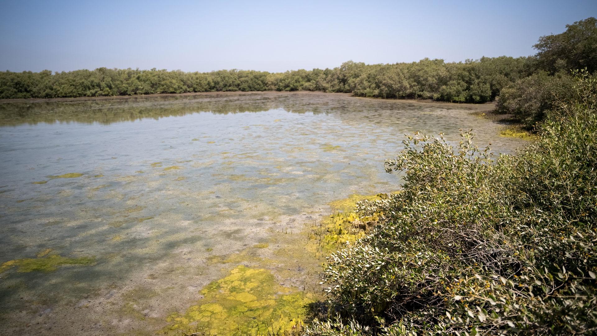 Blue carbon accounting in Khor Beidah lagoon