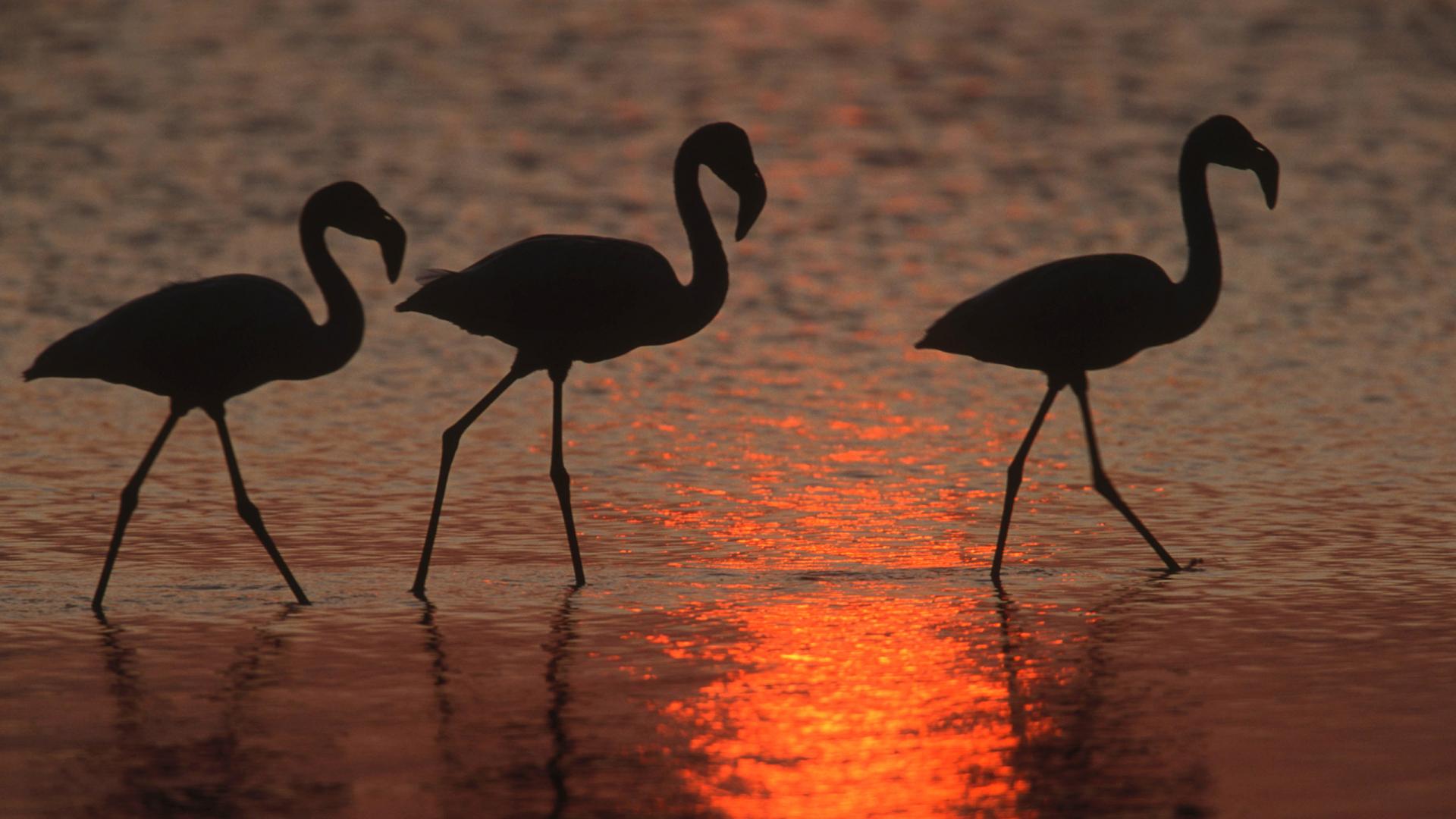 Flamingo bird