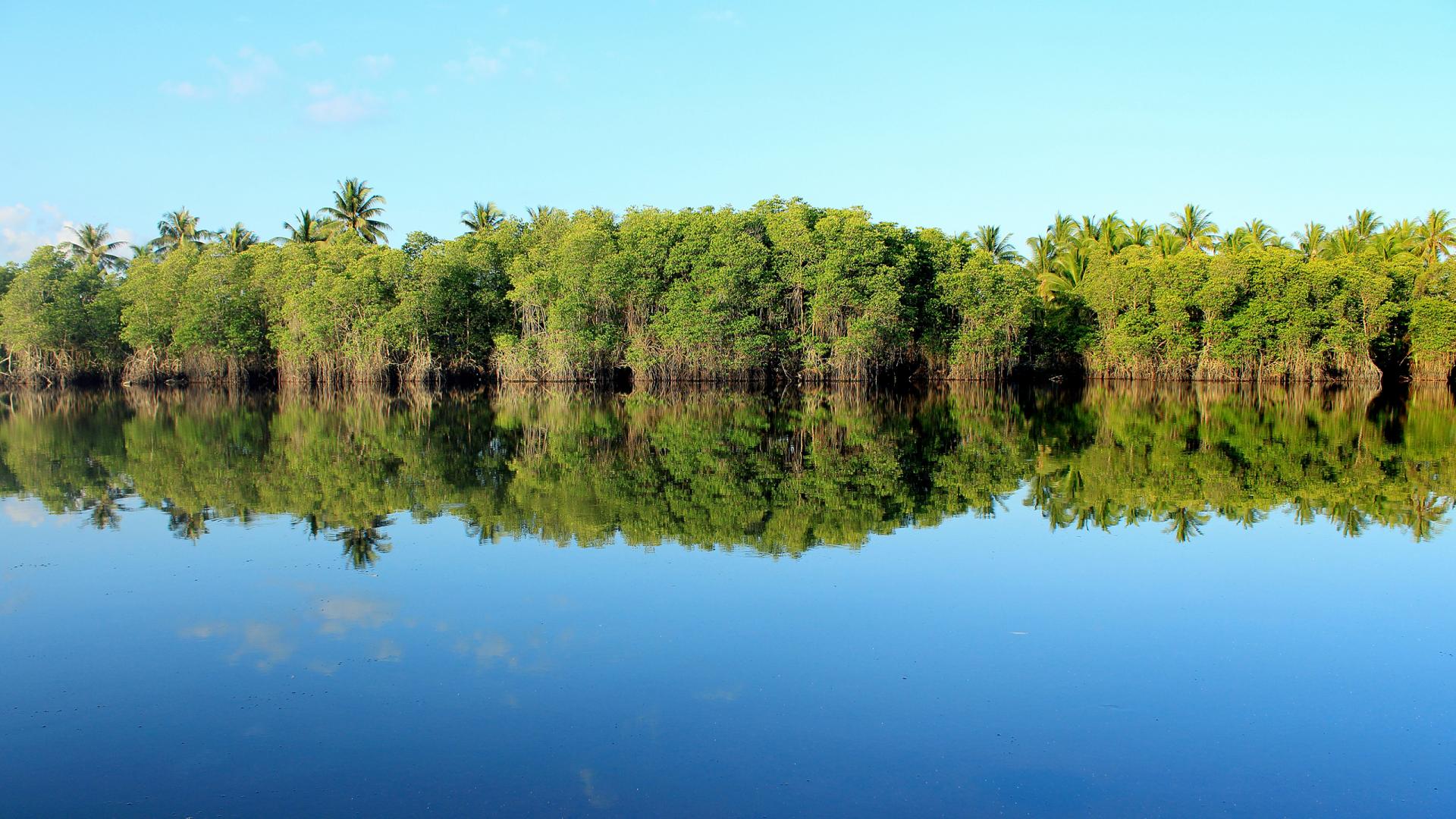 mangrove