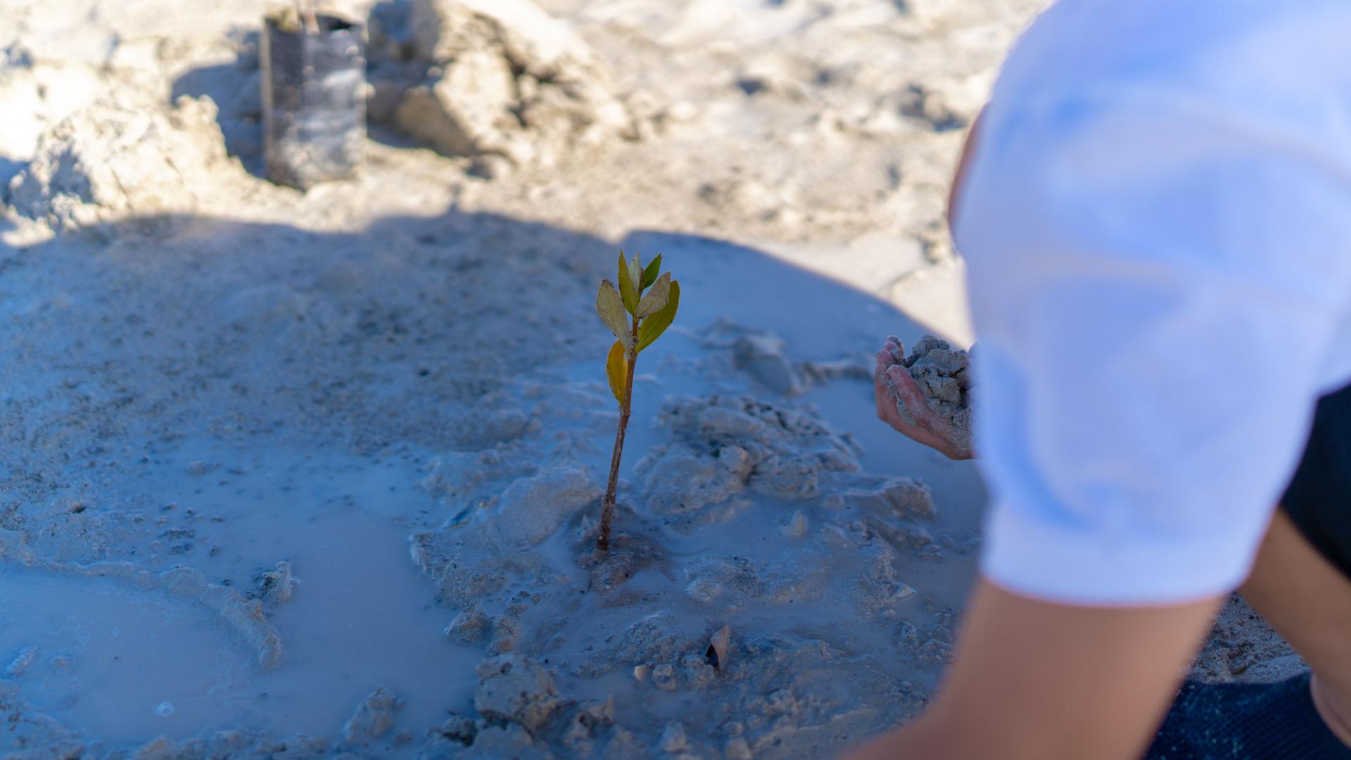 mangrove-restore