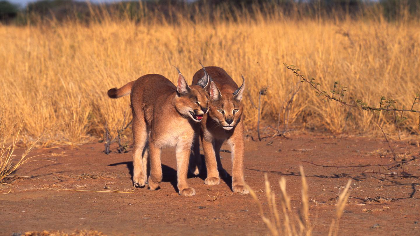 Wildlife | Emirates Nature-WWF