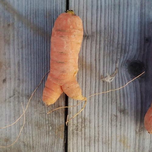 carrot